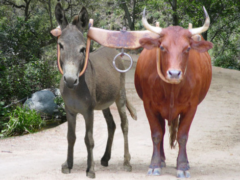 yoked-donkey-and-ox.jpg